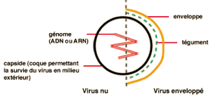 structure-virus-d